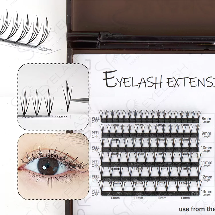 Lash de anime